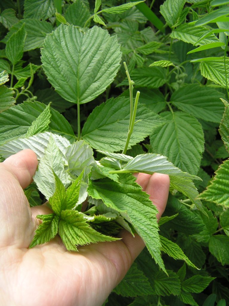 Villiyrttejä Vimpelistä 11.-12.5.!